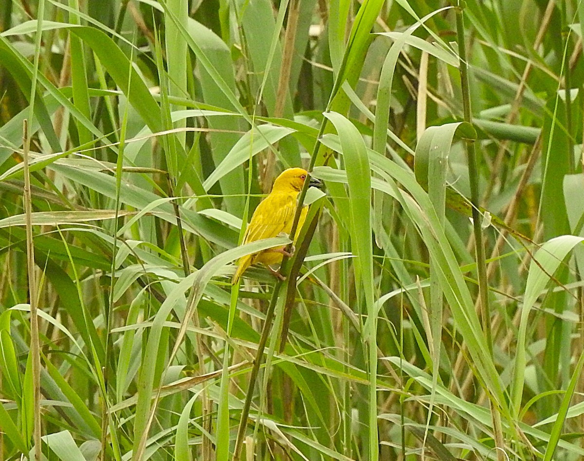 African Golden-Weaver - ML643120371