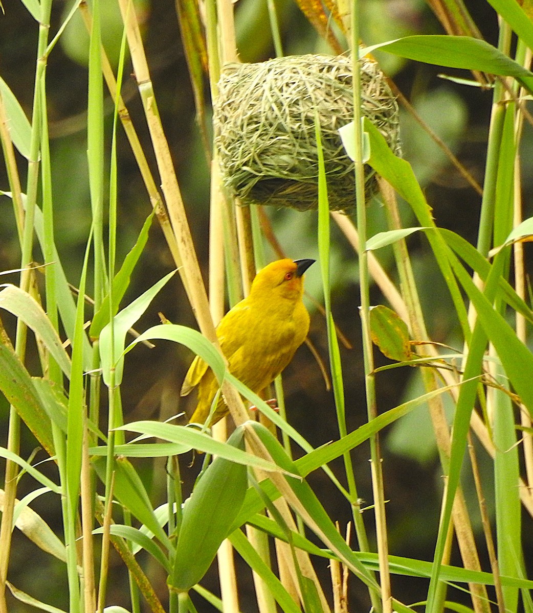 African Golden-Weaver - ML643120372