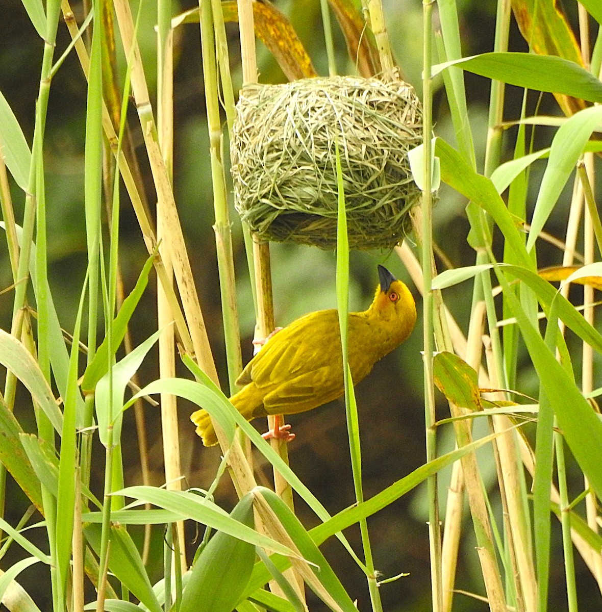 African Golden-Weaver - ML643120373