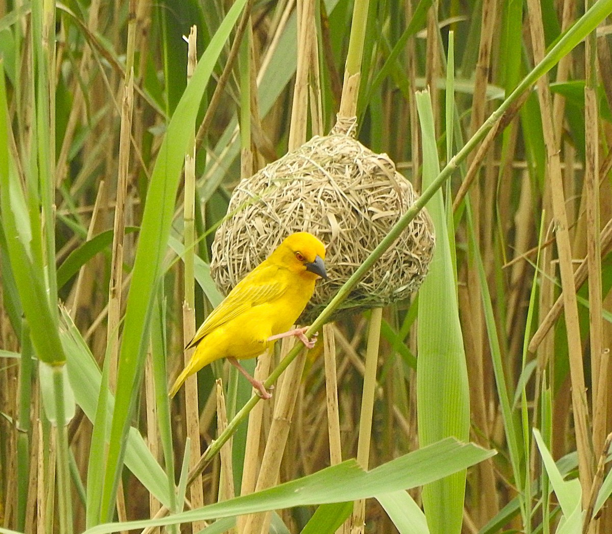 African Golden-Weaver - ML643120374