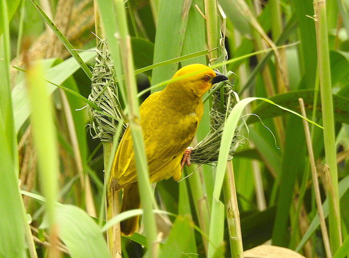 African Golden-Weaver - ML643120375