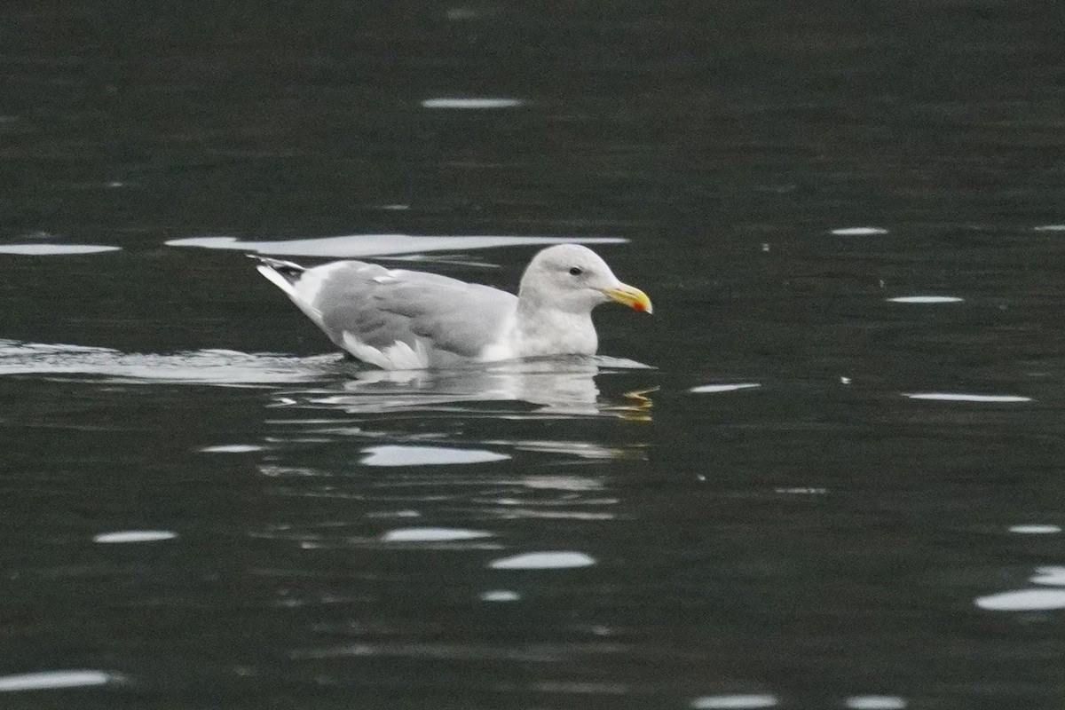 Glaucous-winged Gull - ML643120383