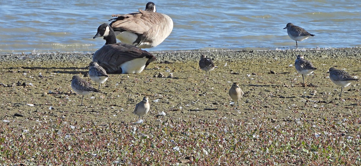 Piviere orientale - ML643120394