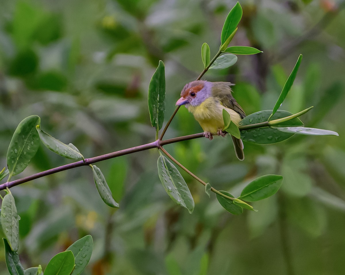 Rufous-browed Peppershrike - ML643120405