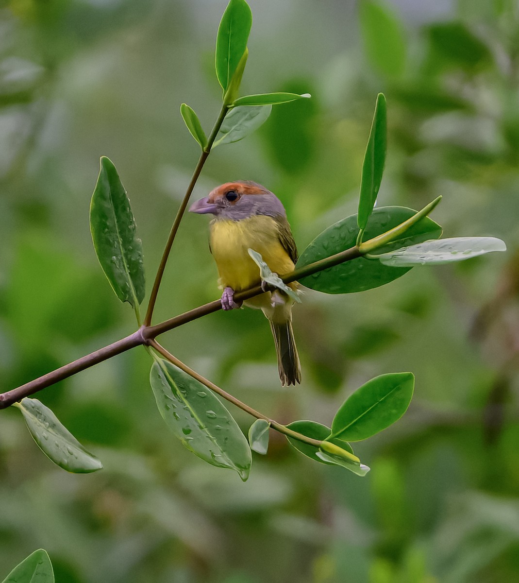Rufous-browed Peppershrike - ML643120412