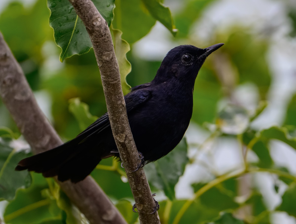 Black Catbird - ML643120414