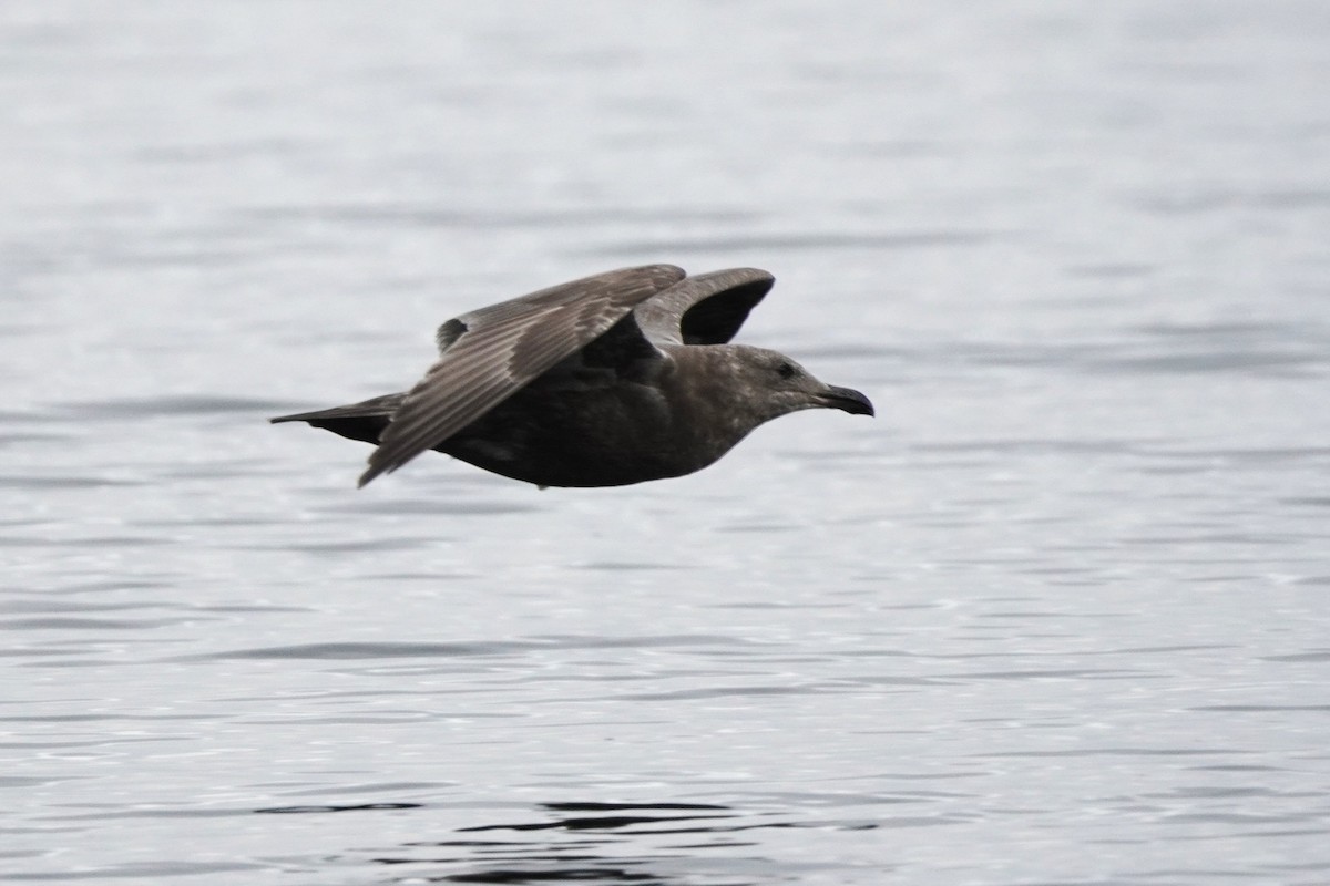 Glaucous-winged Gull - ML643120426