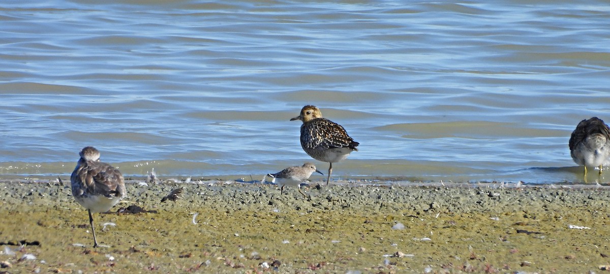 Piviere orientale - ML643120438