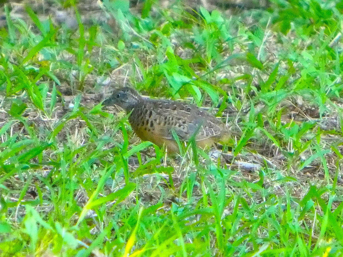 Barred Buttonquail - ML643120439