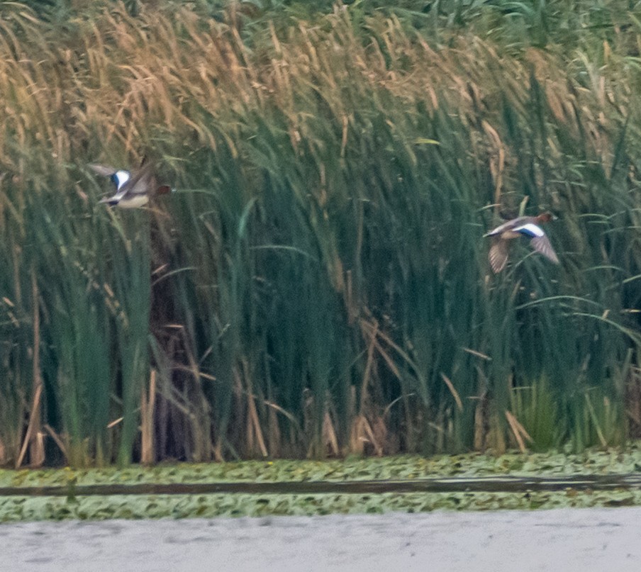 Eurasian Wigeon - ML643120458