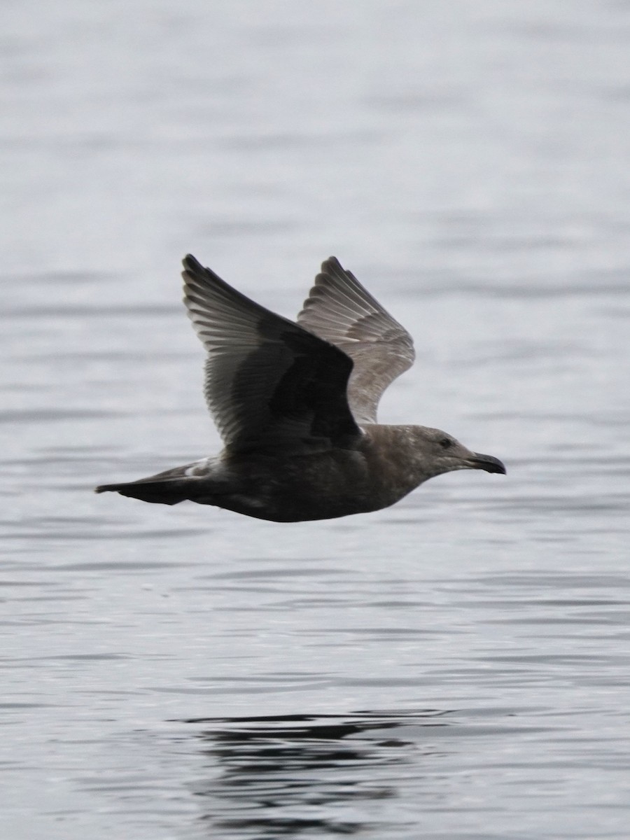 Glaucous-winged Gull - ML643120464