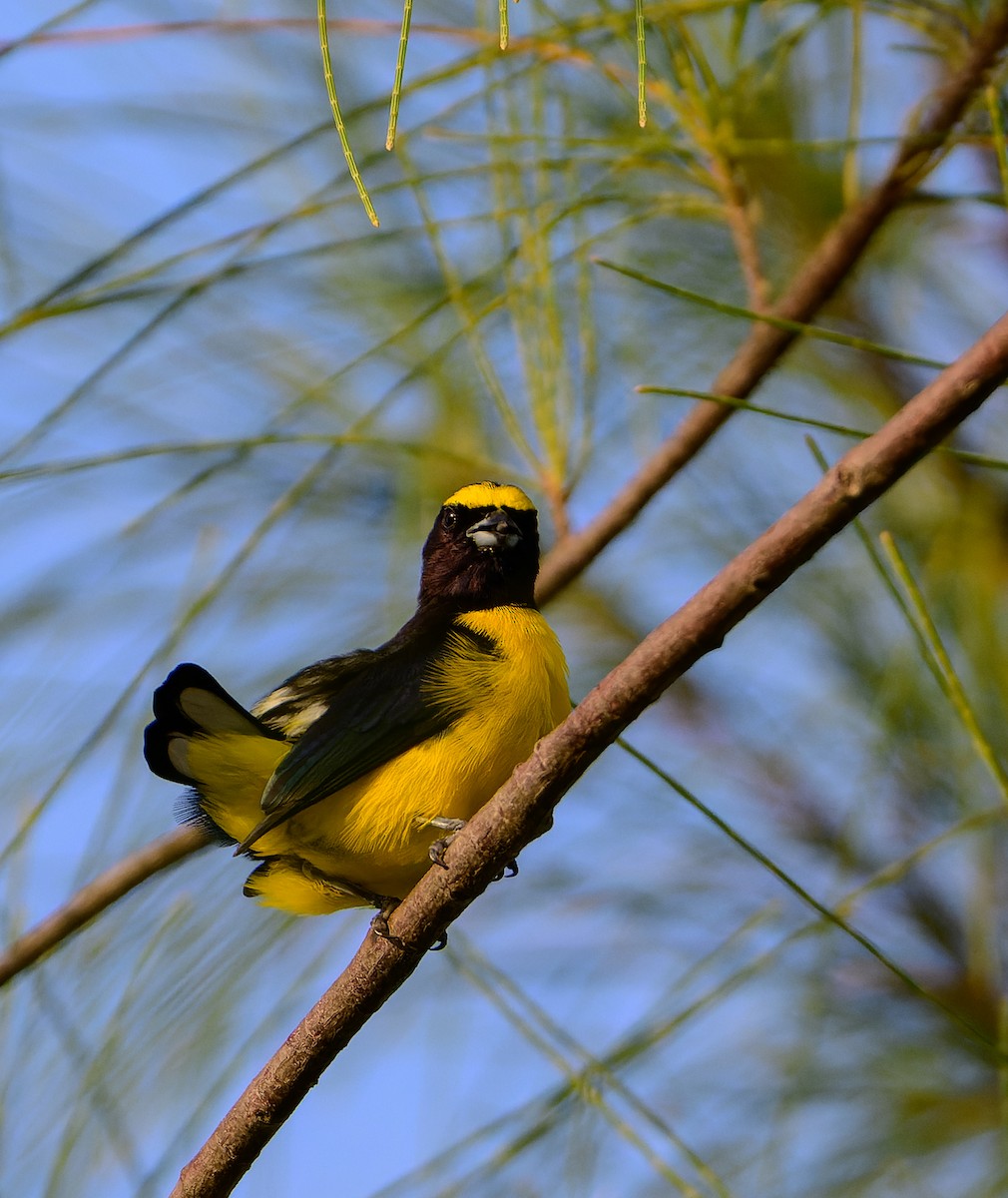 Scrub Euphonia - ML643120470
