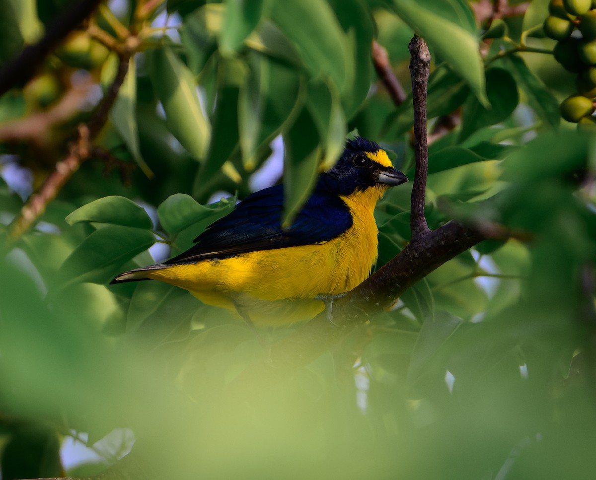 Scrub Euphonia - ML643120472