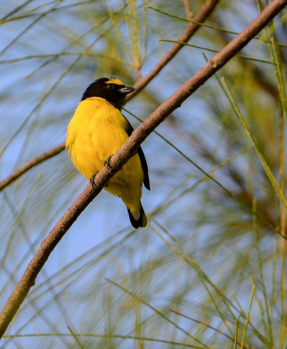 Scrub Euphonia - ML643120473