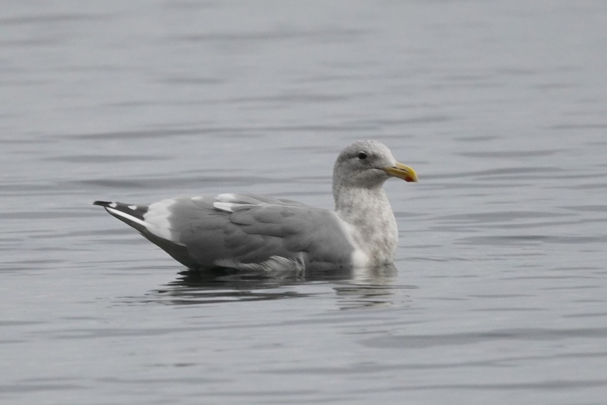 Glaucous-winged Gull - ML643120506