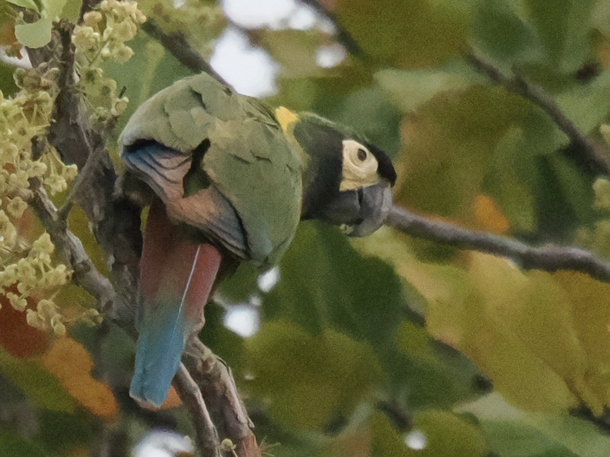 Yellow-collared Macaw - ML643120516