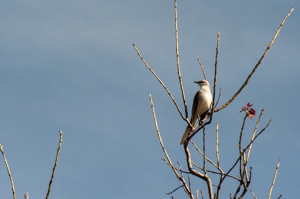Tropical Mockingbird - ML643120519