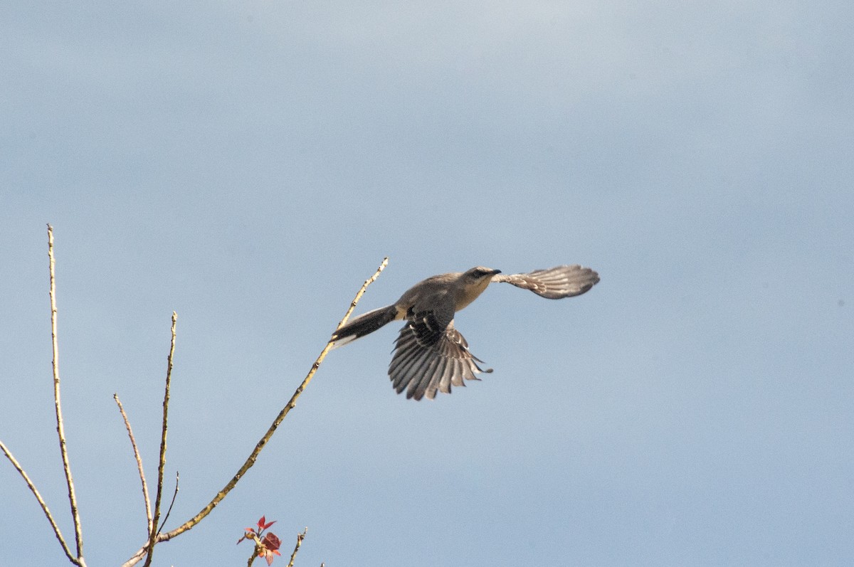 Tropical Mockingbird - ML643120520