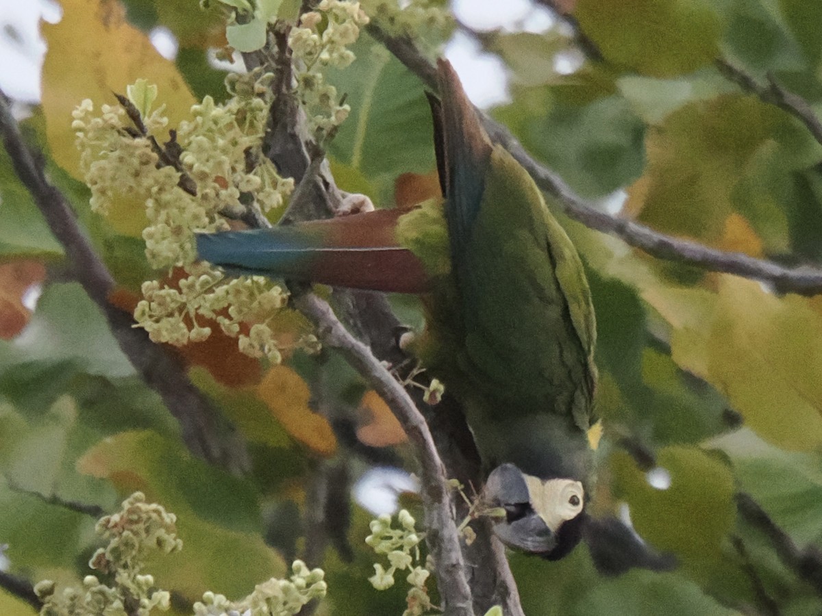 Yellow-collared Macaw - ML643120526