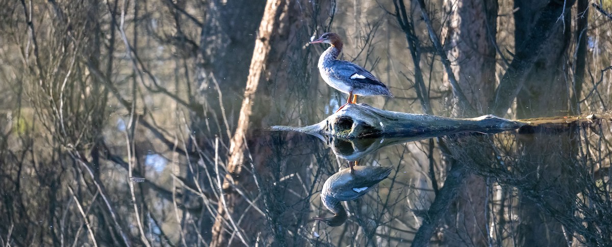 Common Merganser - ML643120527