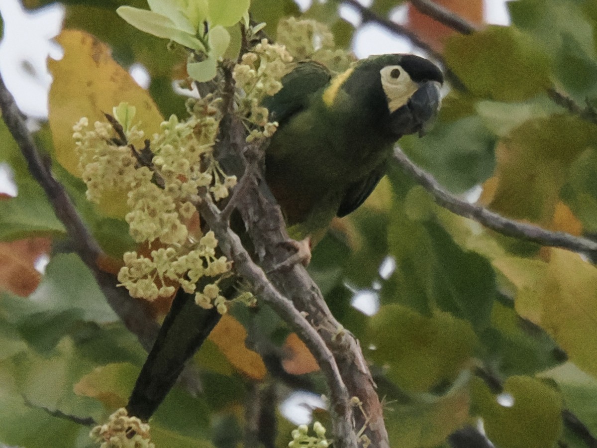 Yellow-collared Macaw - ML643120528