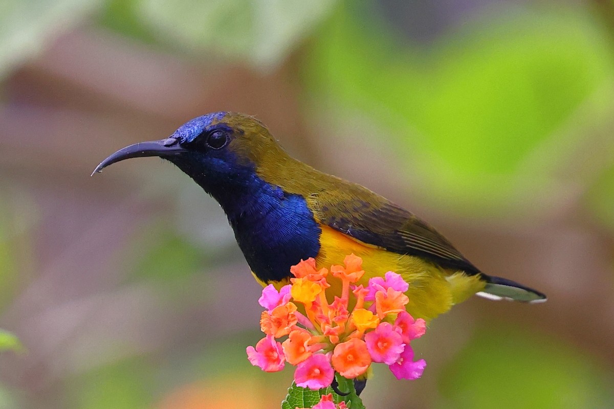 黃腹花蜜鳥 - ML643120543