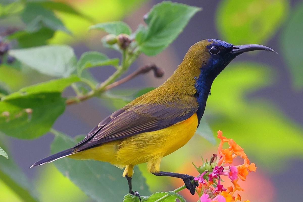 黃腹花蜜鳥 - ML643120544