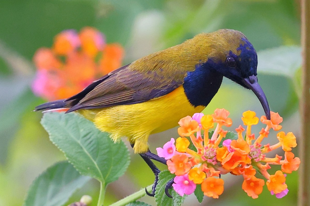 黃腹花蜜鳥 - ML643120546