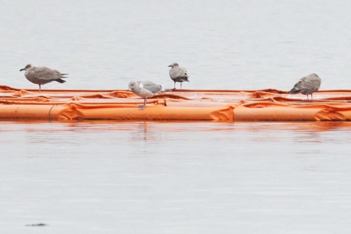 Glaucous-winged Gull - ML643120564