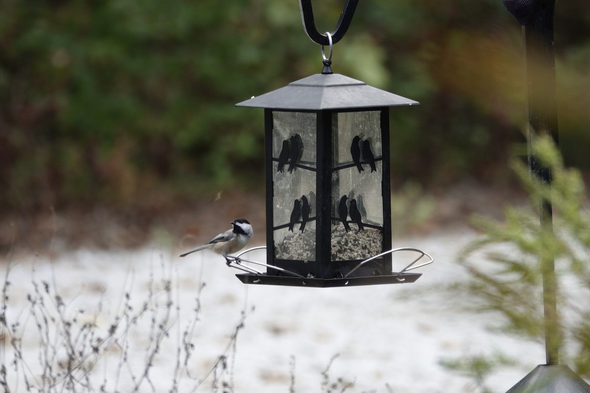 Carolina/Black-capped Chickadee - ML643120565