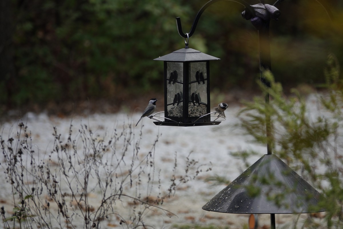 Carolina/Black-capped Chickadee - ML643120566