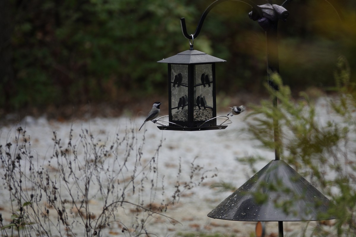 Carolina/Black-capped Chickadee - ML643120567