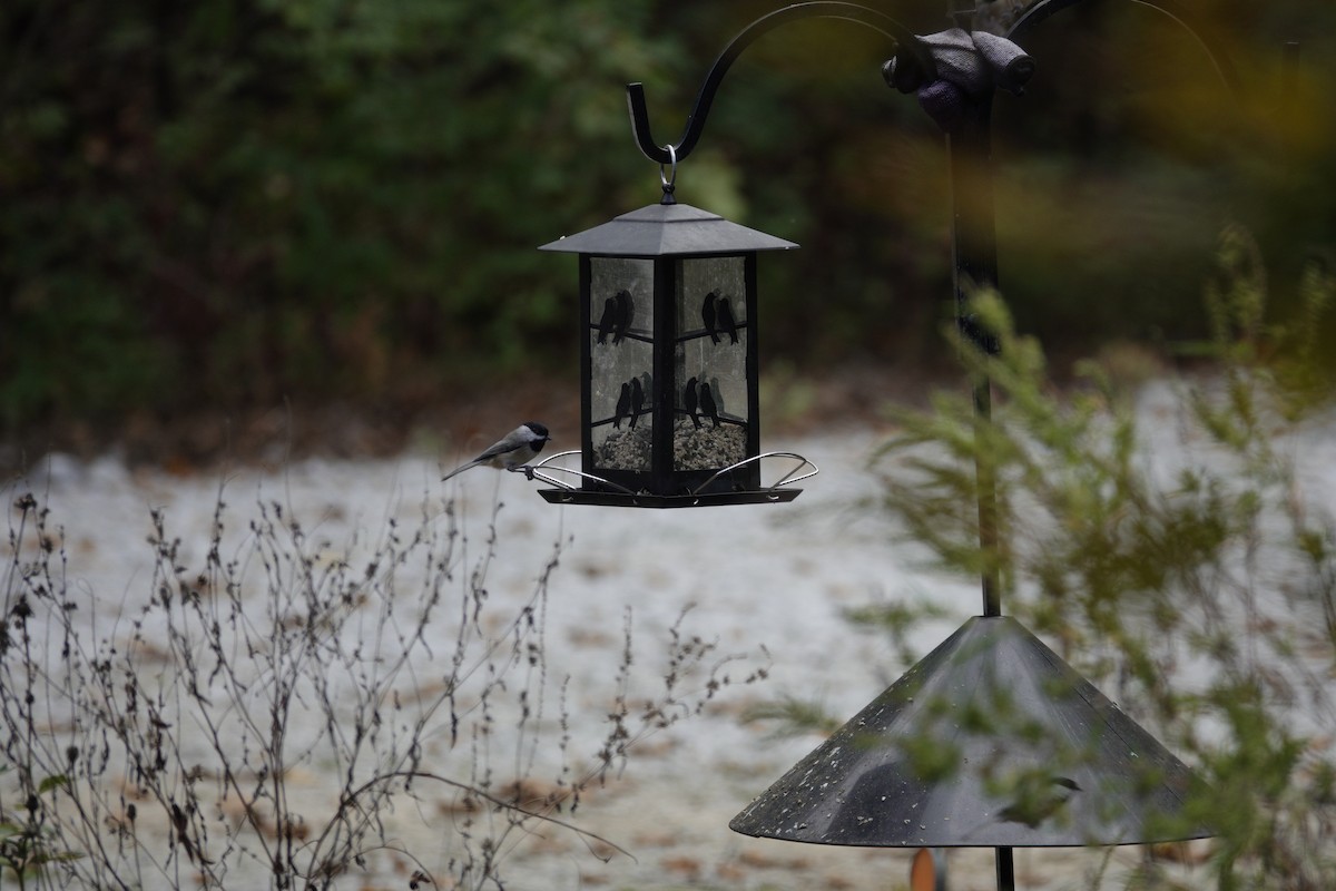 Carolina/Black-capped Chickadee - ML643120568
