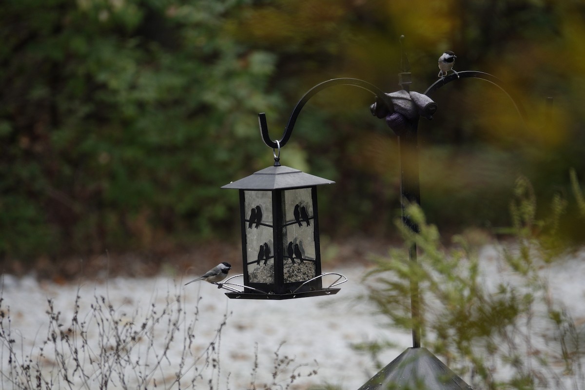 Carolina/Black-capped Chickadee - ML643120569