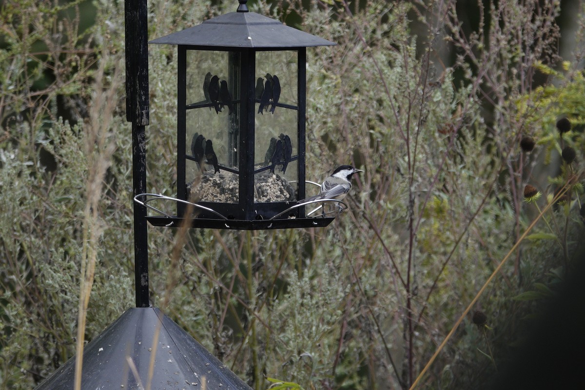 Carolina/Black-capped Chickadee - ML643120570