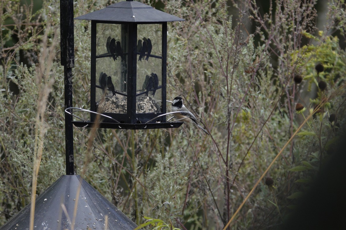 Carolina/Black-capped Chickadee - ML643120571