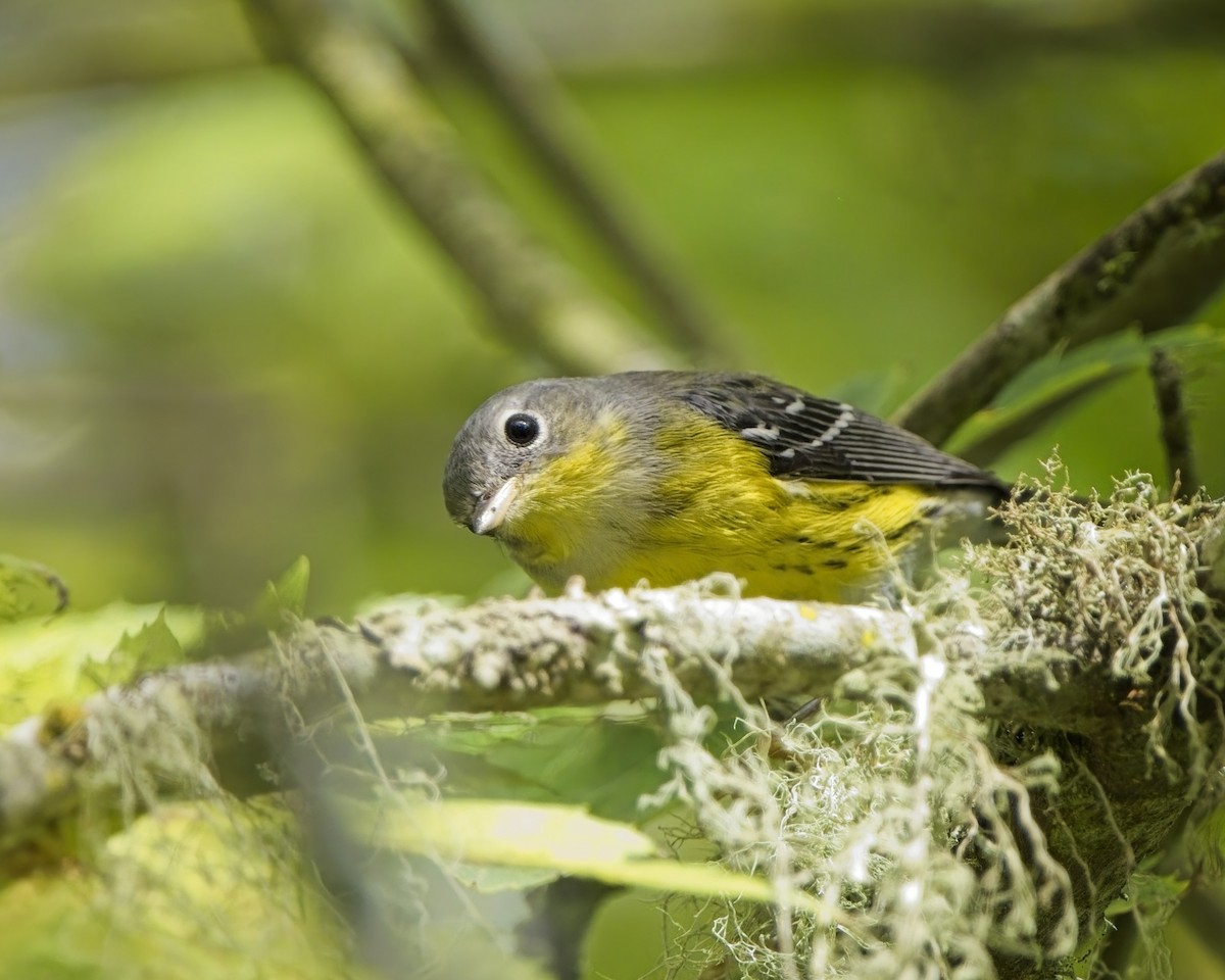 Magnolia Warbler - ML643120577