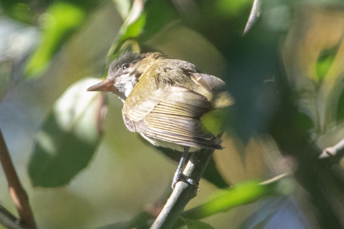 Yellow-green Vireo - ML643120605