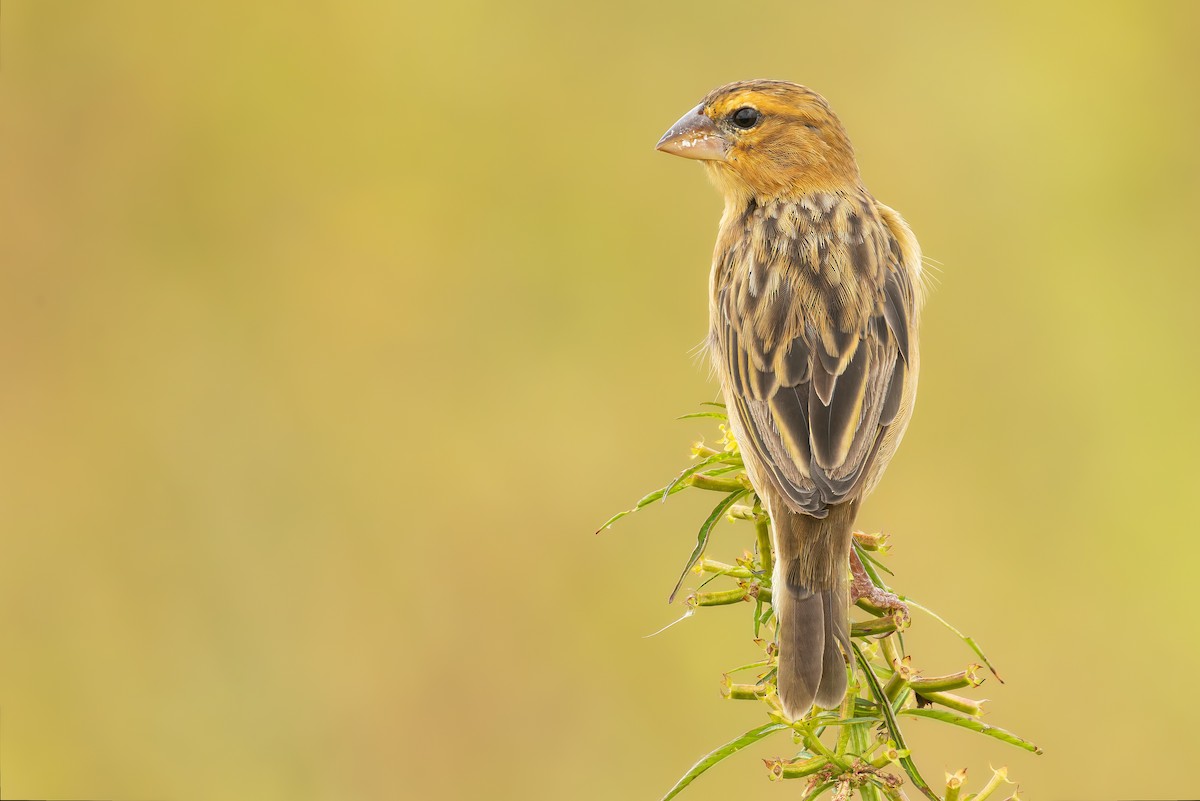 Asian Golden Weaver - ML643120616
