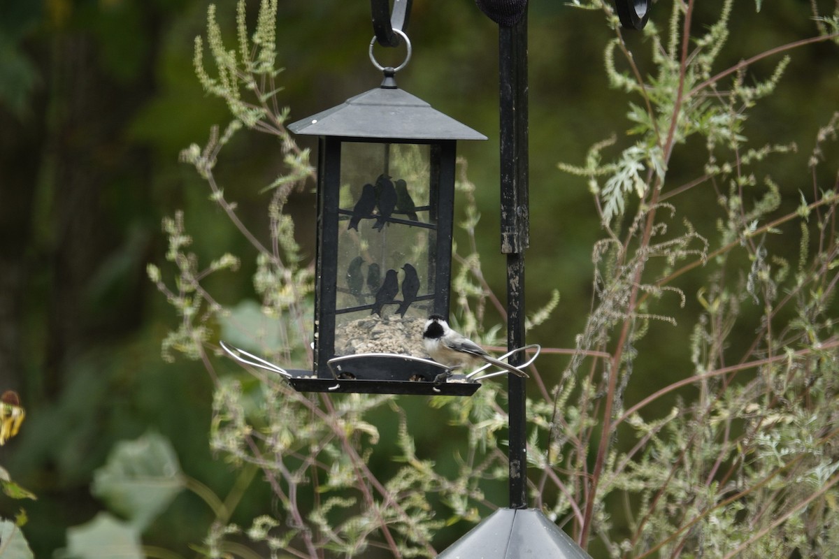 Carolina/Black-capped Chickadee - ML643120637