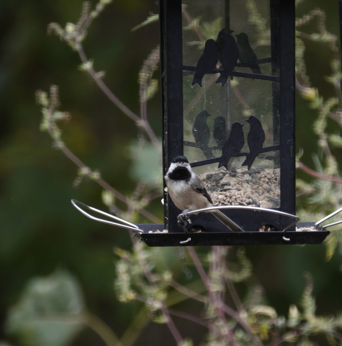 Carolina/Black-capped Chickadee - ML643120638