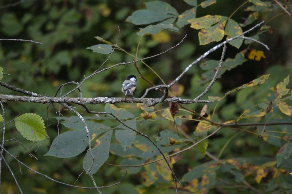 Carolina/Black-capped Chickadee - ML643120639
