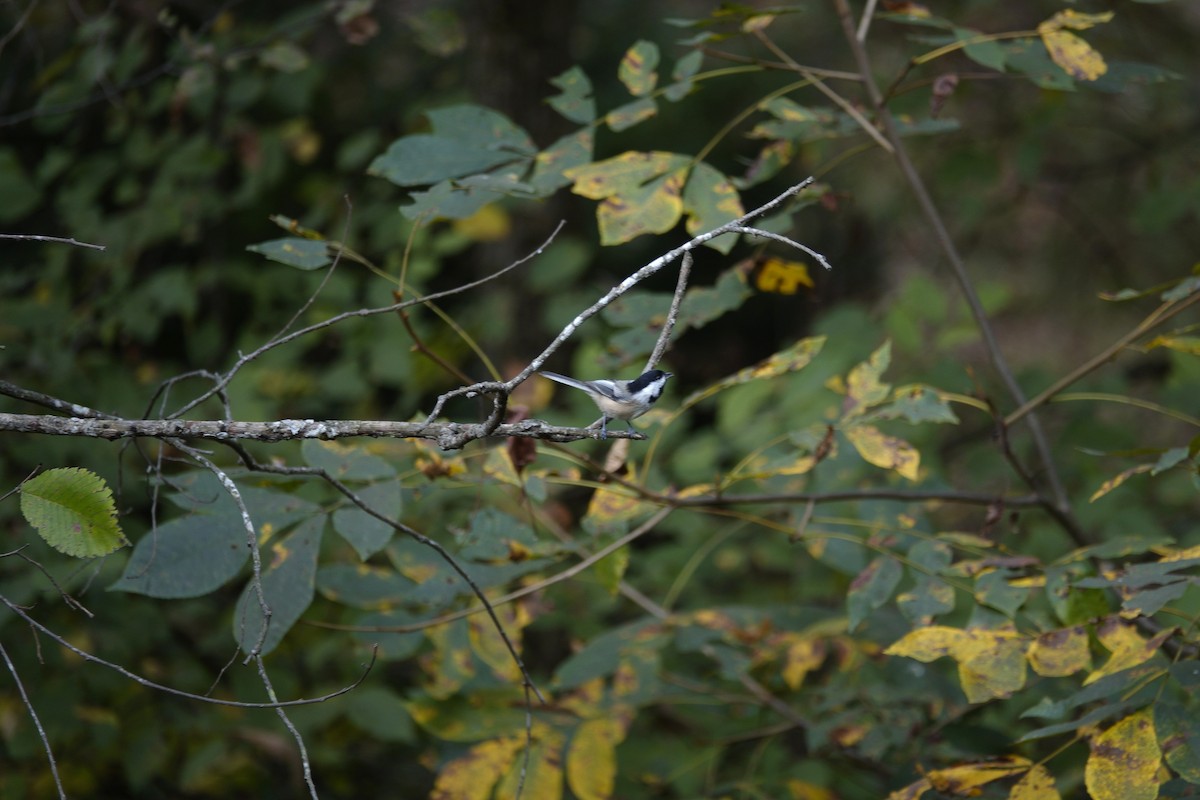 Carolina/Black-capped Chickadee - ML643120640