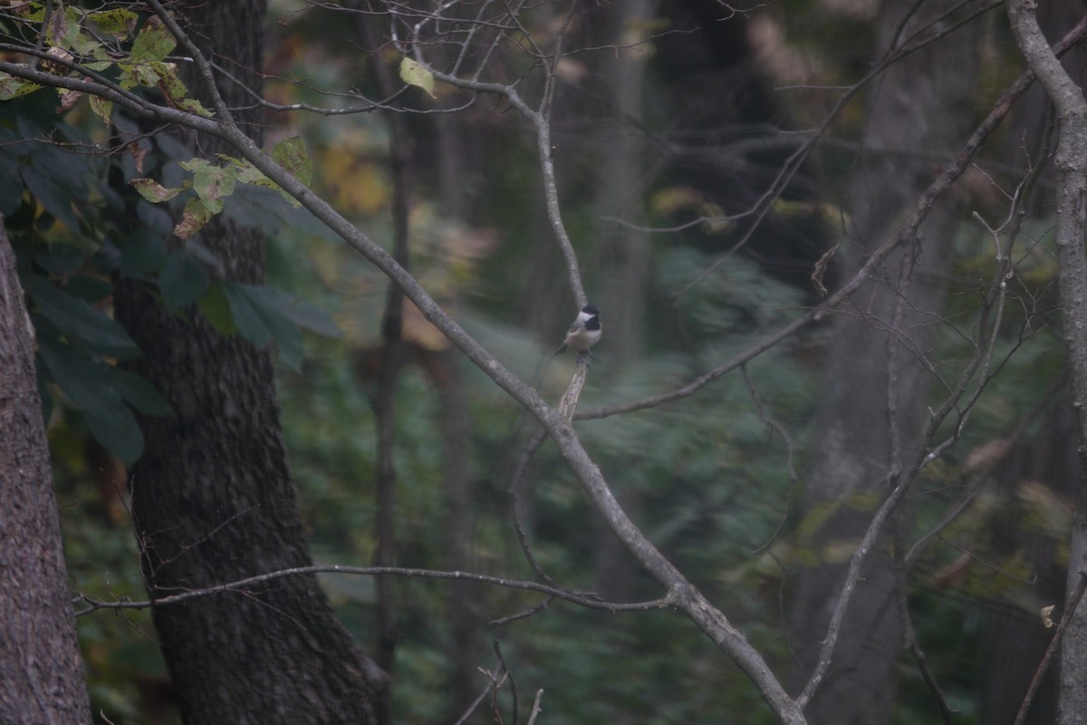 Carolina/Black-capped Chickadee - ML643120641