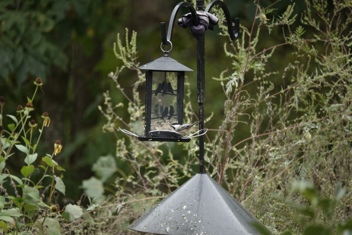 Carolina/Black-capped Chickadee - ML643120642