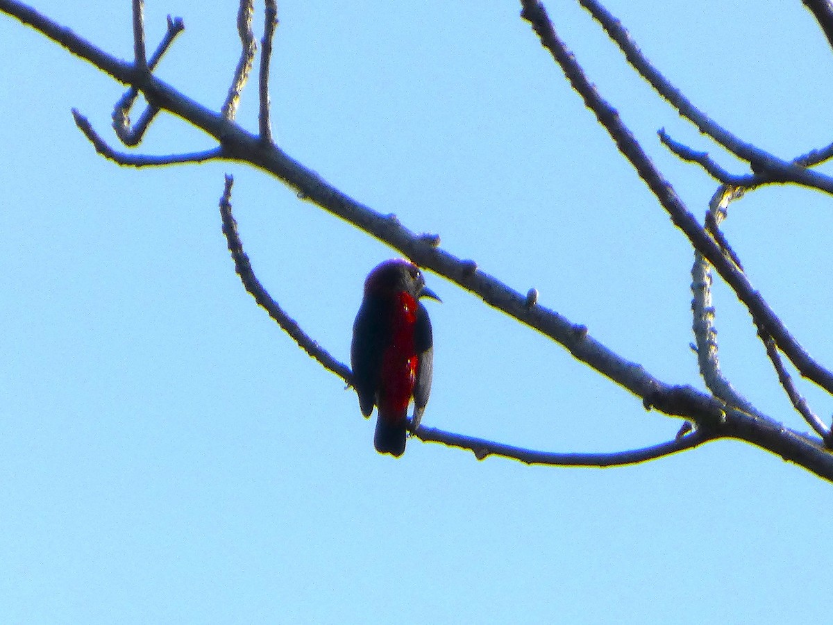Scarlet-backed Flowerpecker - ML643120660