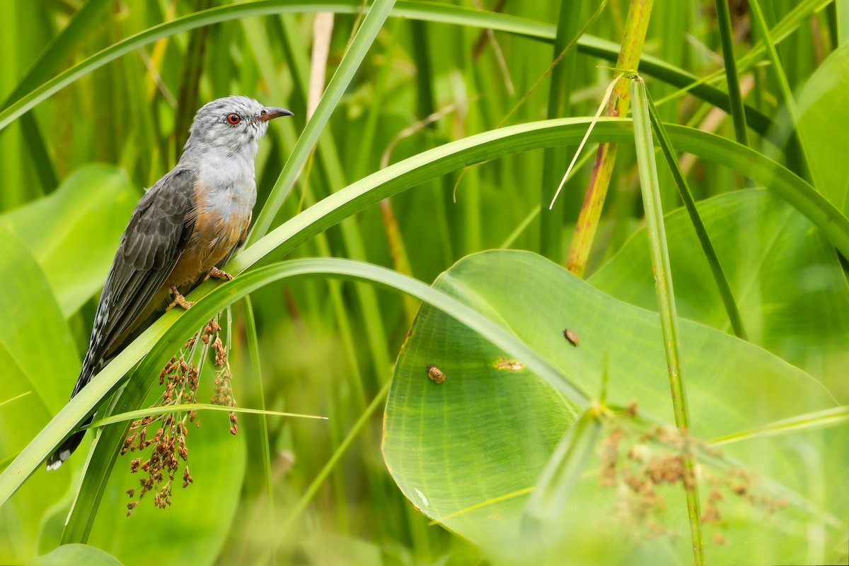 Plaintive Cuckoo - ML643120670