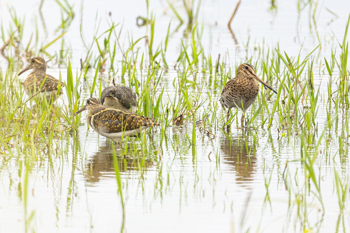 Pin-tailed Snipe - ML643120688