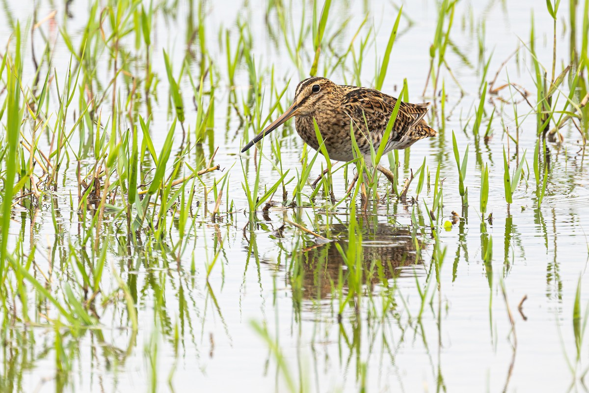 Pin-tailed Snipe - ML643120695