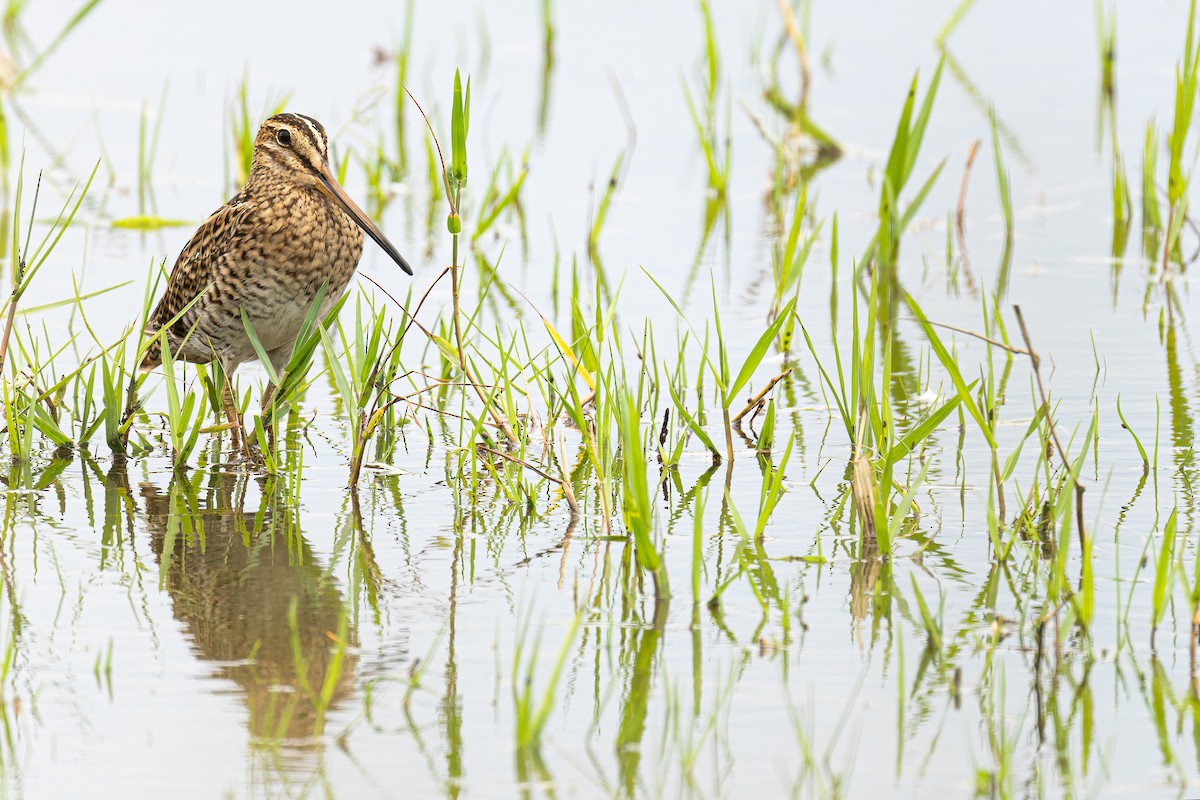 Pin-tailed Snipe - ML643120700